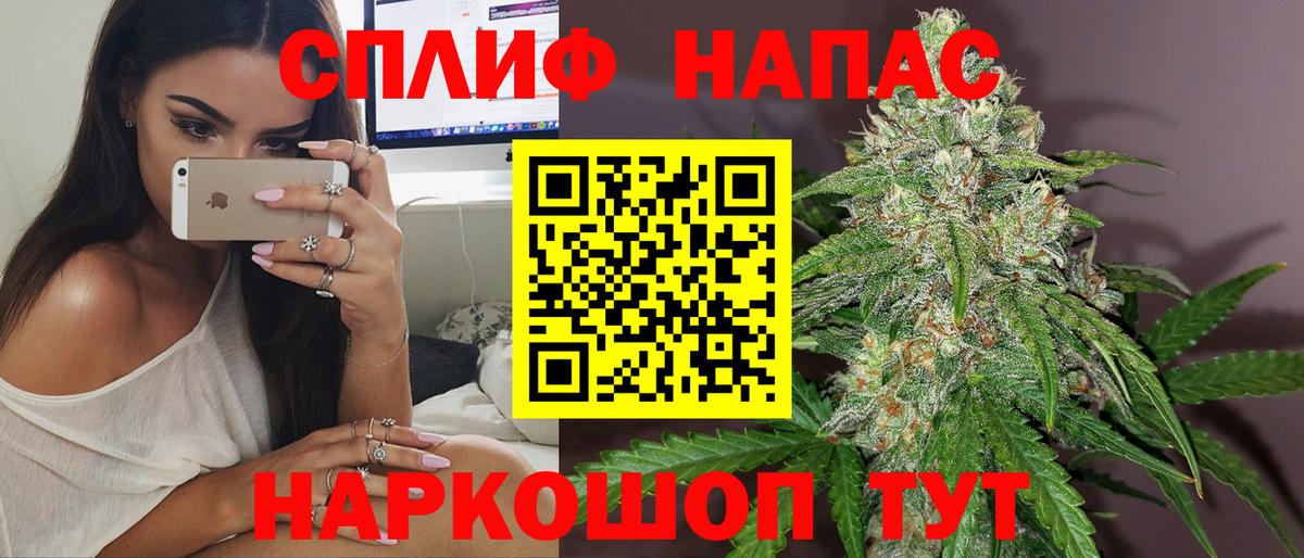 Канабис сатива Сальск